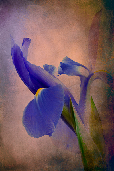 Seductively Purple