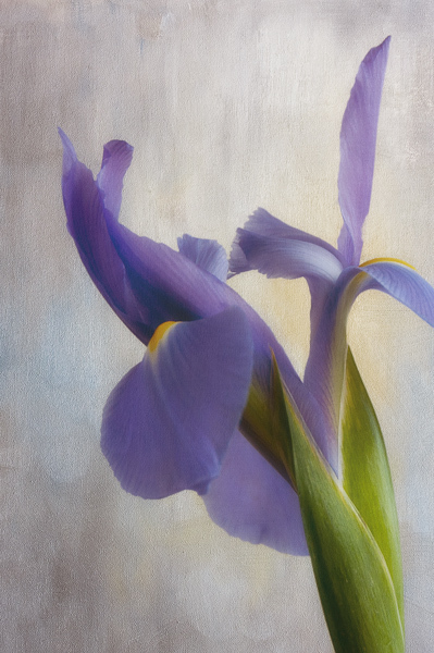 Purple Bliss