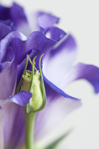 Purple Lisianthus 2
