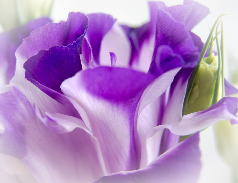 Purple Lisianthus