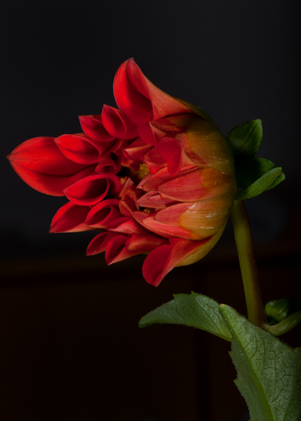 Red Dahlia
