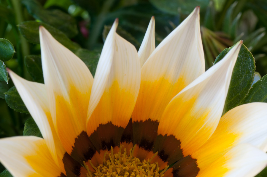 Gazania
