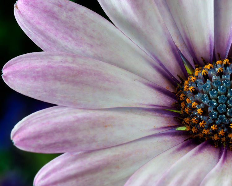 African Daisy