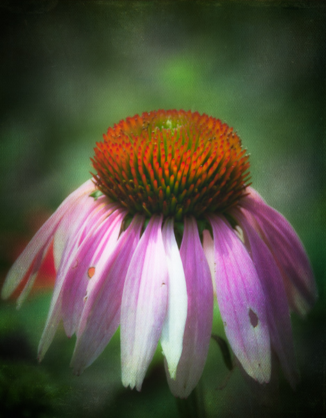 Cone Flower