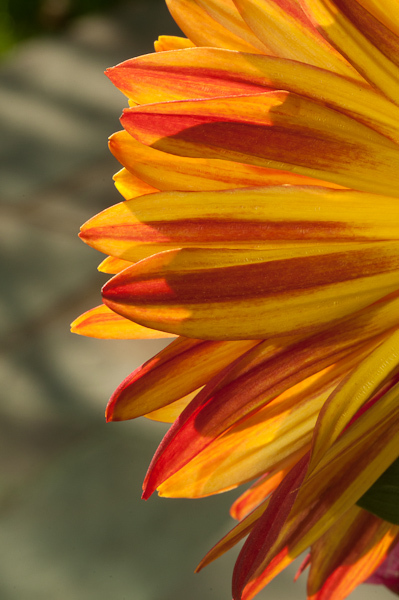 Red and Yellow Mum