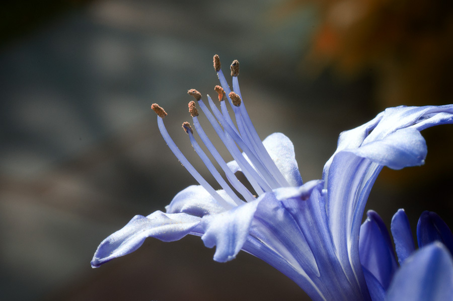 Aftican Lily