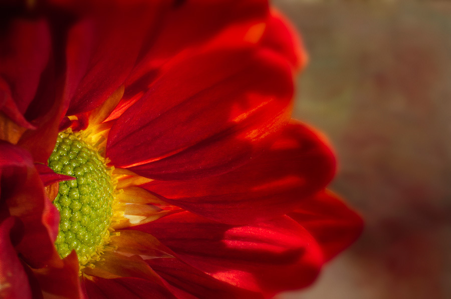 Red Mum Left