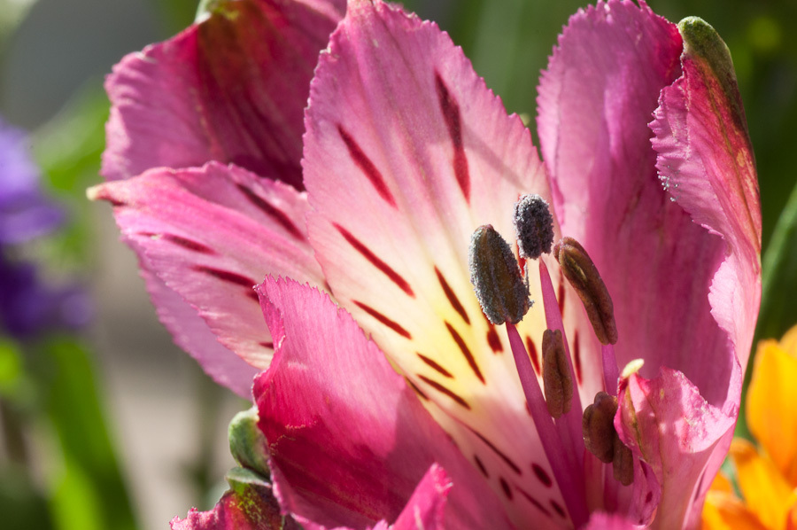 Alstroemeria