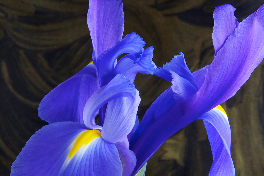Iris 4