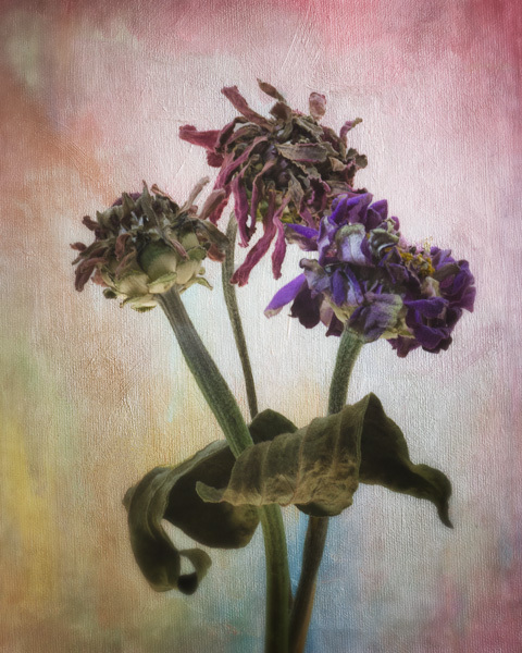 Three Aging Sisters