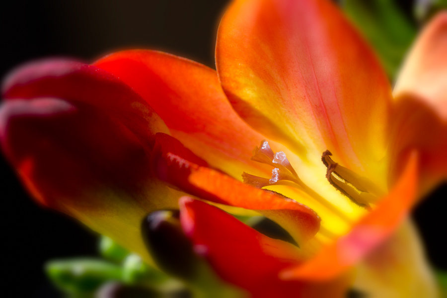 Red Freesia