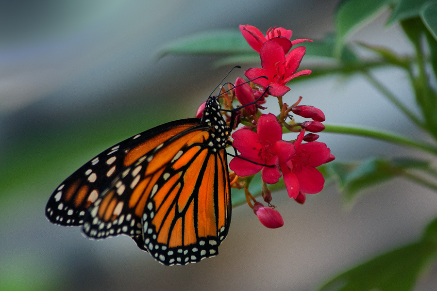Monarch