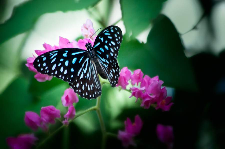 Blue Tiger