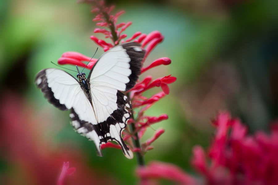 Swallowtail