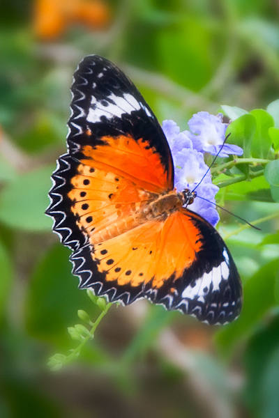 Leopard 
Lacewing