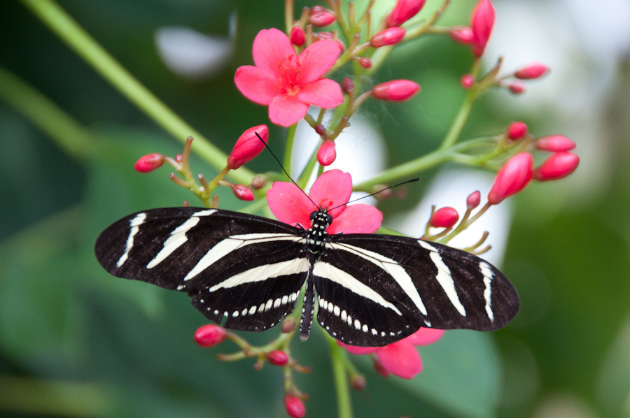 Zebra Longwing