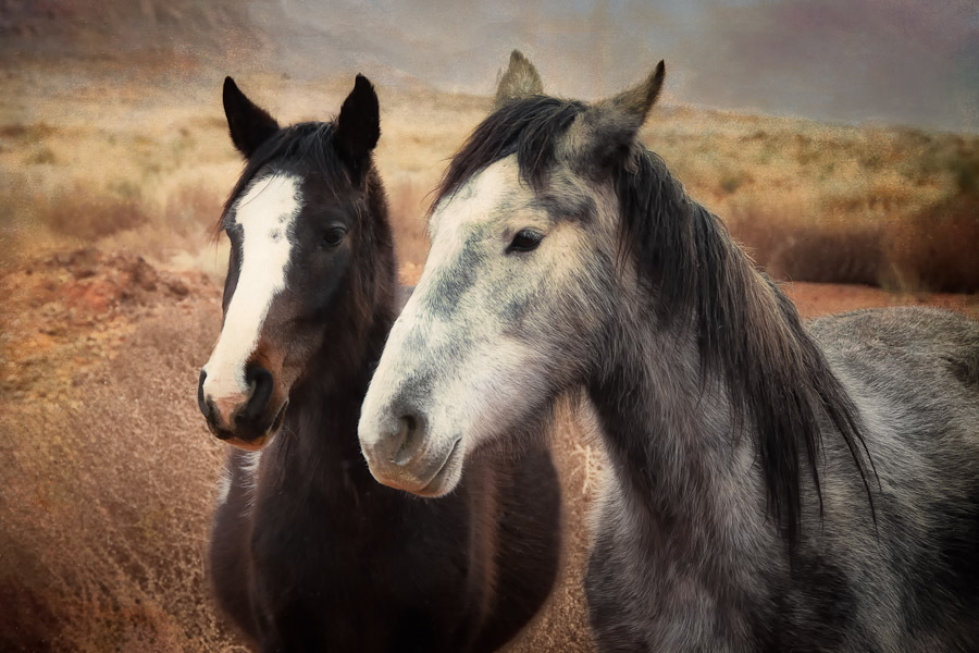Buddies