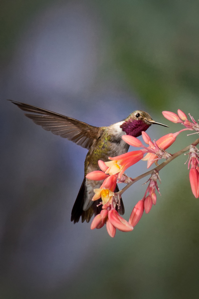 Broadtail Hummingbird #1