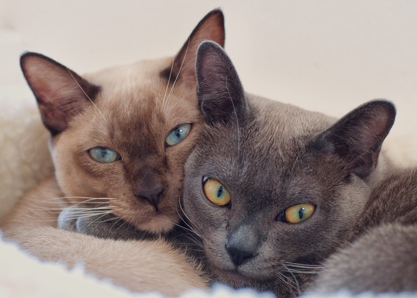 Emmett and Buster
