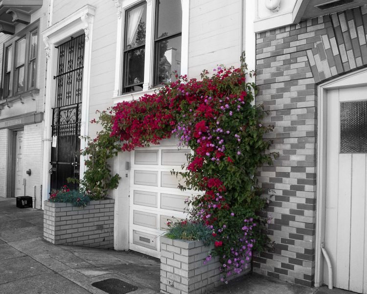 Lombard Heights
Bougainvillaea  