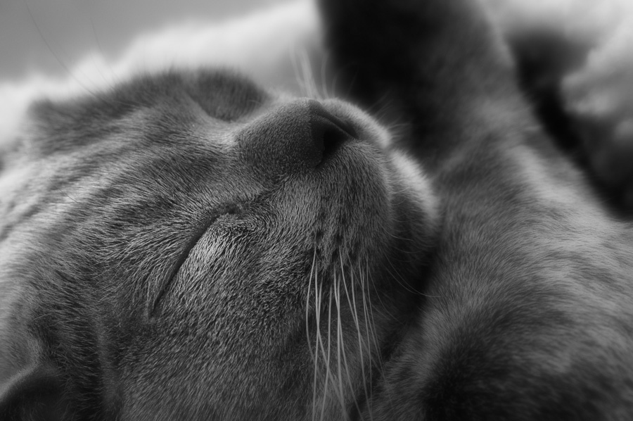 Snoozin'
