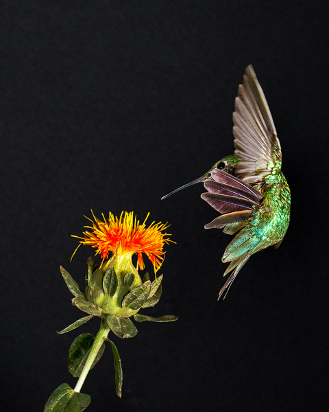Safflower Temptation