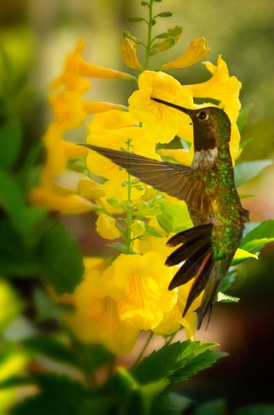 In the Yellow Trumpet