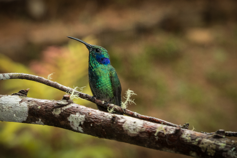 Green Violet Ear Perched