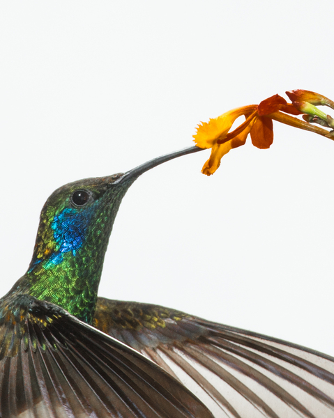 Green Violetear