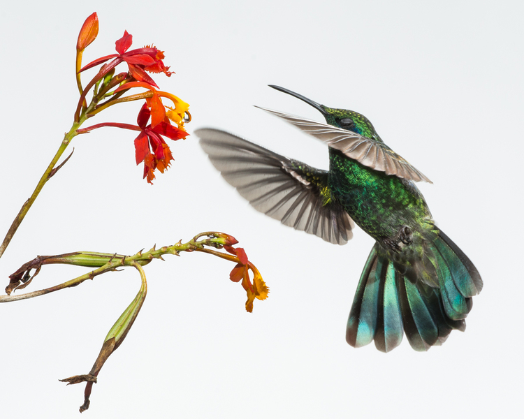 Green Violetear