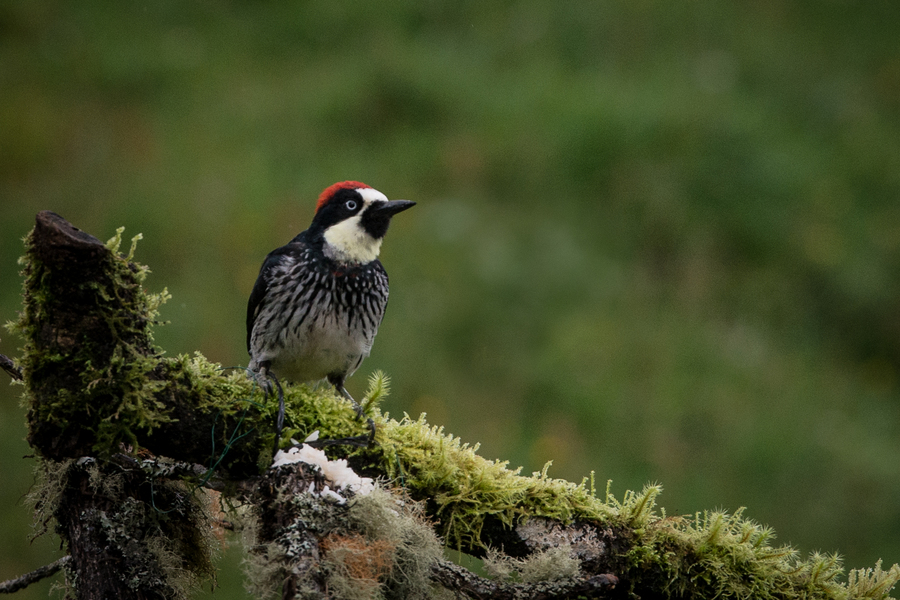 Acorn Woodpecker