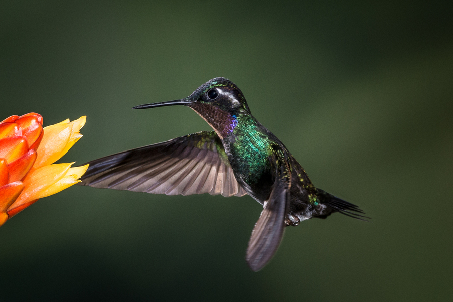 Purple Throated Mountain Gem