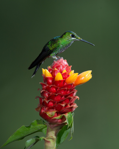 Perched Brilliant