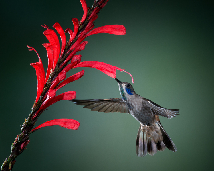 Brown Violetear