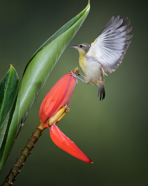 Flaps Up