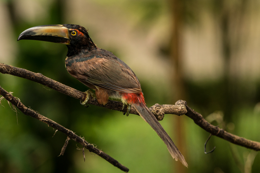 Collared Aracari