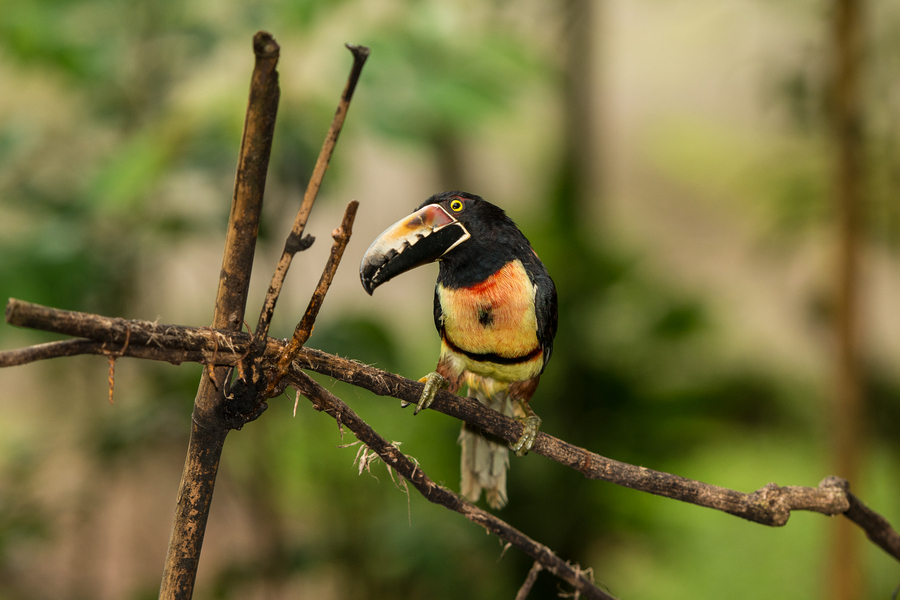 Collared Aracari
