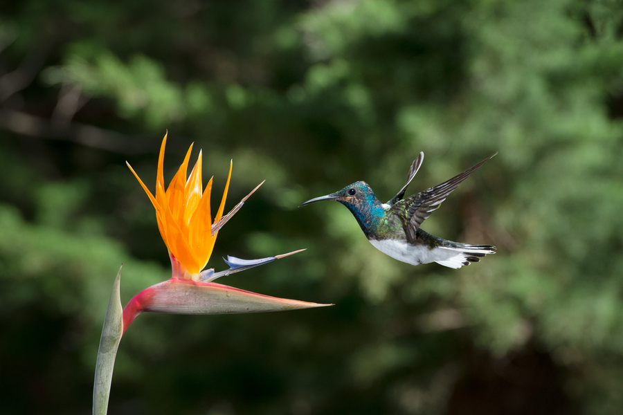 Birds in Paradise