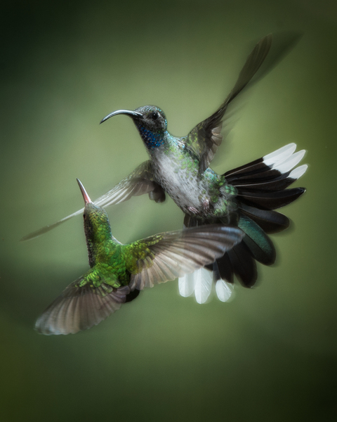 Arial Ballet