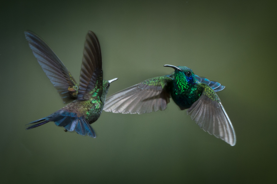 Dogfight