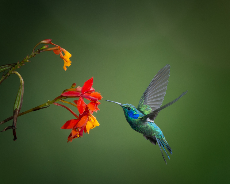 Green Violetear