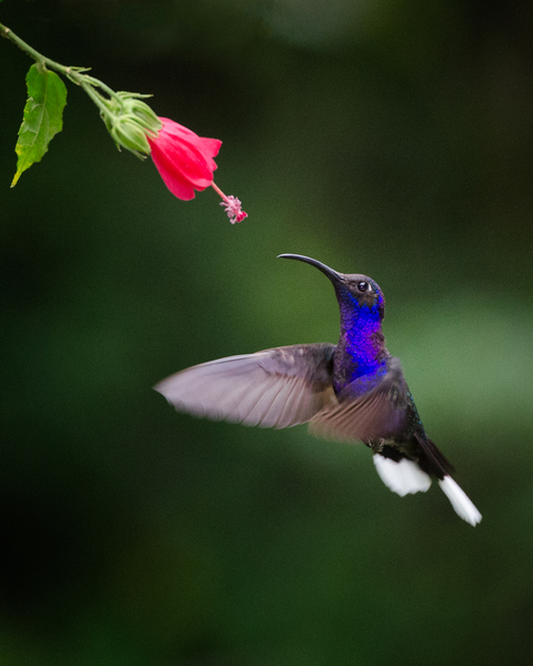 Violet Saberwing