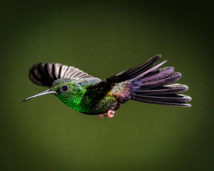 Green Breasted Mango