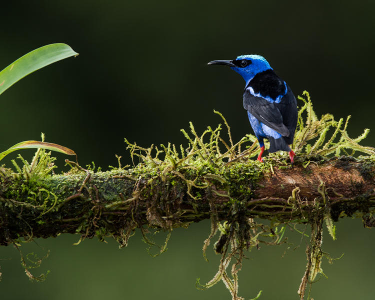 Red-legged Honeycreeper