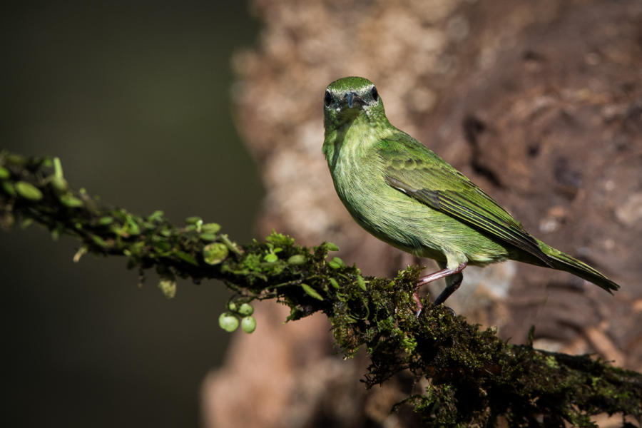 Red-legged Honeycreeper (non-breeding male)