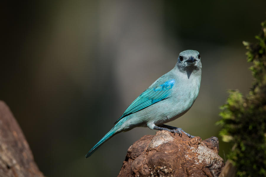 Blue-gray Tanager