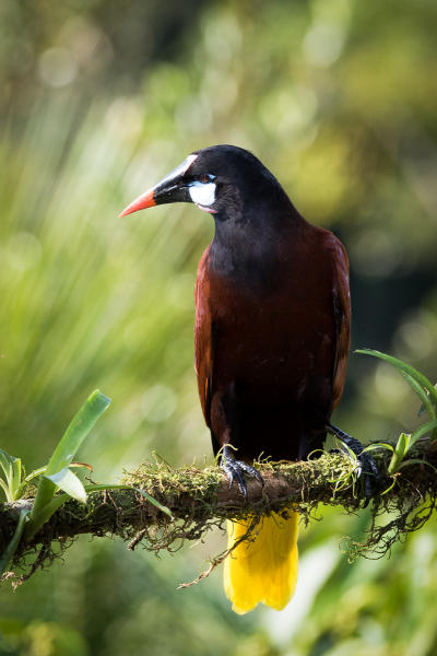 Montezuma's Oropendola