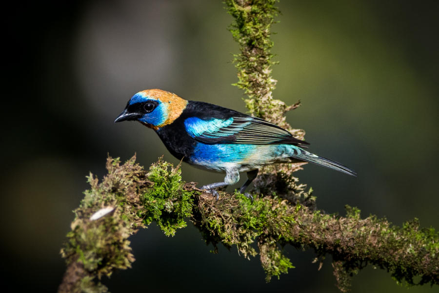 Golden-hooded Tanager