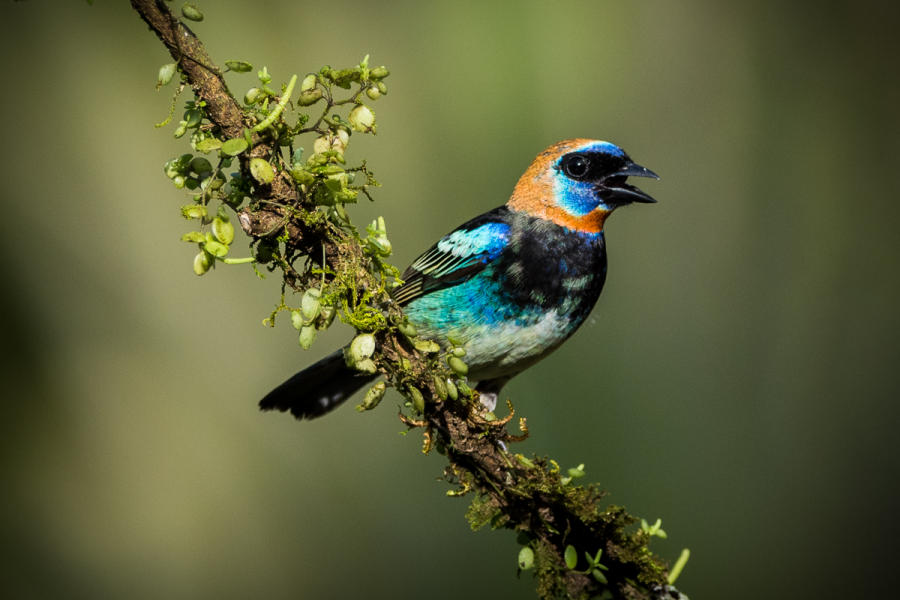 Golden-hooded Tanager