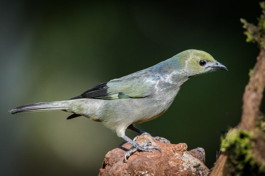 Palm Tanager